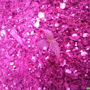 Dinafem White Widow Auto Grow LED 2016