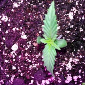 Dinafem White Widow Auto Grow LED 2016