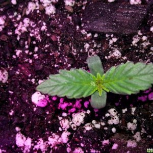 Dinafem White Widow Auto Grow LED 2016