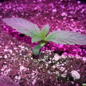 Dinafem White Widow Auto Grow LED 2016