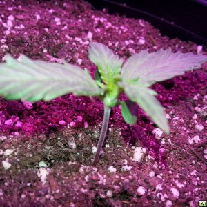 Dinafem White Widow Auto Grow LED 2016