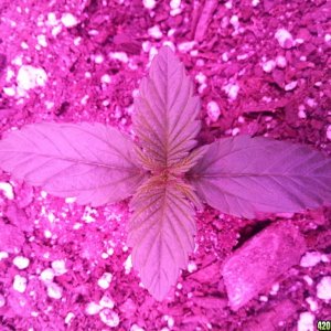 Dinafem White Widow Auto Grow LED 2016