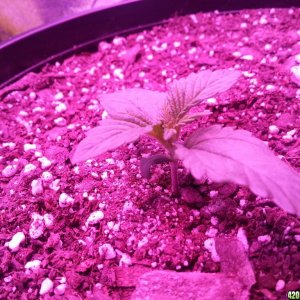 Dinafem White Widow Auto Grow LED 2016