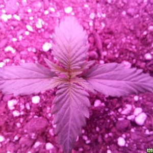 Dinafem White Widow Auto Grow LED 2016