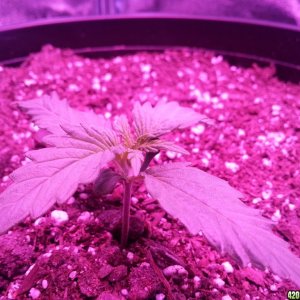 Dinafem White Widow Auto Grow LED 2016