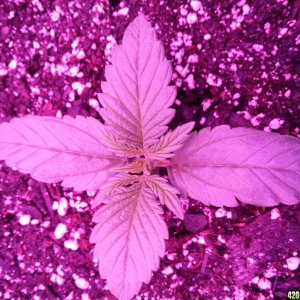 Dinafem White Widow Auto Grow LED 2016