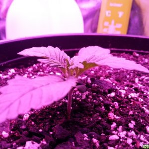 Dinafem White Widow Auto Grow LED 2016