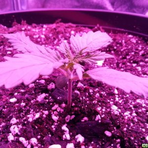 Dinafem White Widow Auto Grow LED 2016