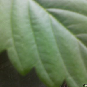 Unknown Indica Leaf