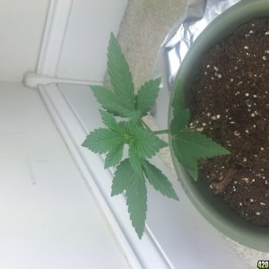 First grow