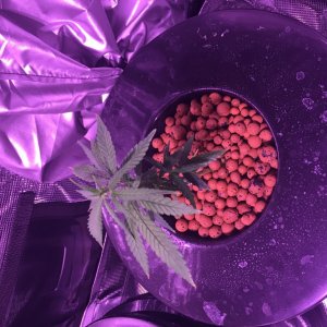 1st Grow - DWC