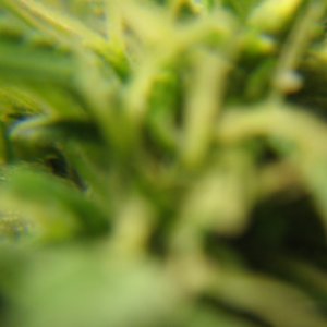 Trichs