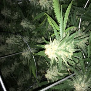 SLH bud week 7 with flashes