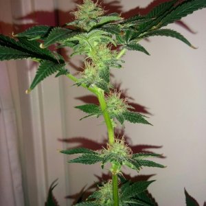 Cotton Candy Day 86