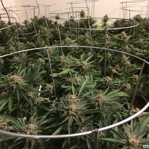 SLH week 9 canopy