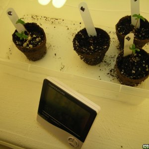 first_grow_011.jpg