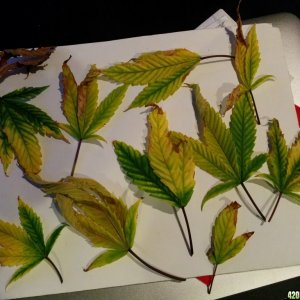 Yellow leaves brown edge potassium nitrogen Deficiency