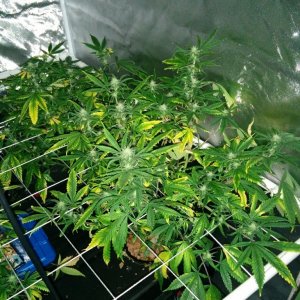 Deficient Plants nitrogen or potassium?