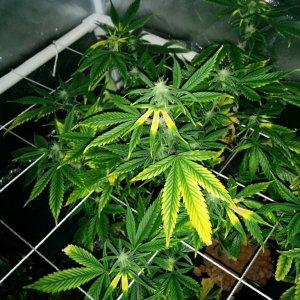 Deficient Plants nitrogen or potassium?