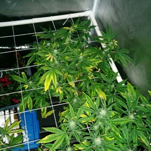 Deficient Plants nitrogen or potassium?