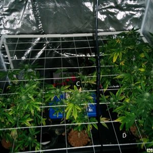 Deficient Plants nitrogen or potassium?