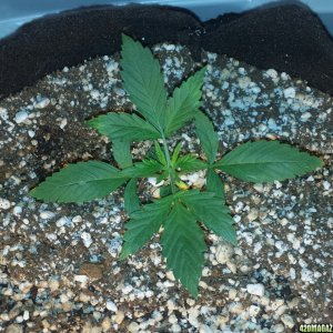 NL Auto (Haley) at 18 days