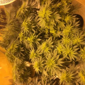 Black indica week 2