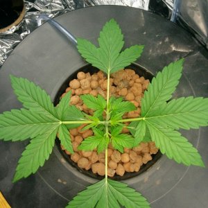 Auto Berry Fem, Topped, T5 Startup