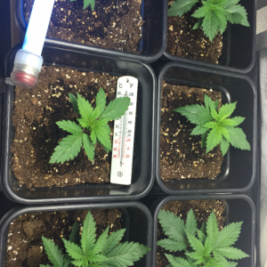 More growth (300w CFL )