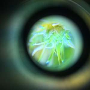 Through the loupe