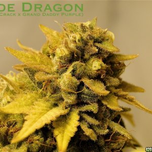 Organic Jade Dragon (Green Crack x Grand Daddy Purple)