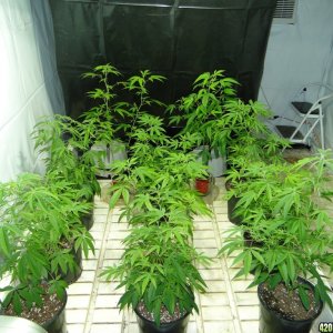 Various Strains in Vegging