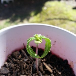 Seedlings, Second grow