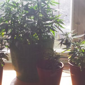 update 3/30 clones