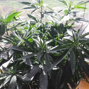 update 3/30 clones