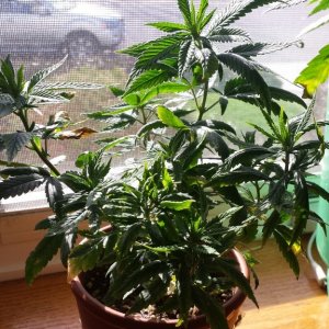 update 3/30 clones