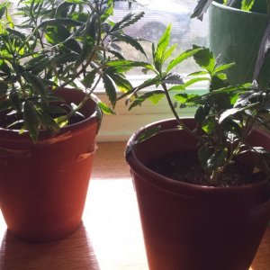 update 3/30 clones