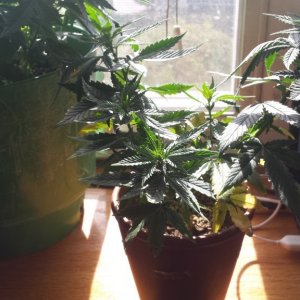 update 3/30 clones