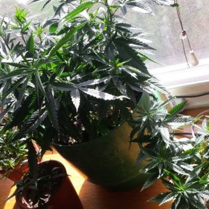 update 3/30 clones