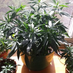 update 3/30 clones