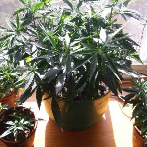 update 3/30 clones