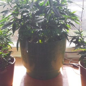 update 3/30 clones