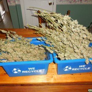 harvest_and_jaring_kosher_kush_too_001