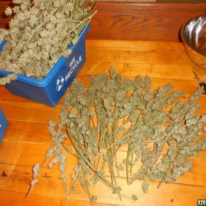 harvest_and_jaring_kosher_kush_too_002