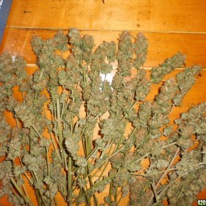 harvest_and_jaring_kosher_kush_too_003