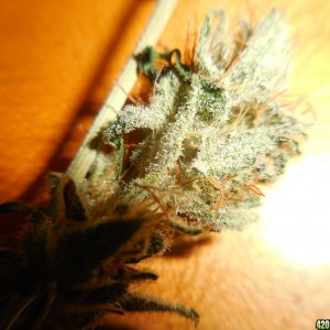 harvest_and_jaring_kosher_kush_too_006