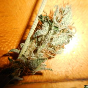 harvest_and_jaring_kosher_kush_too_008