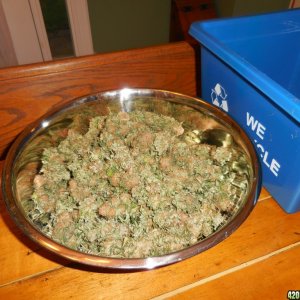 harvest_and_jaring_kosher_kush_too_009