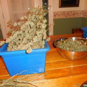 harvest_and_jaring_kosher_kush_too_010