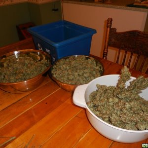 harvest_and_jaring_kosher_kush_too_011